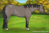 Horse Color:Grullo 