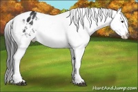 Horse Color:Liver Chestnut Tobiano Varnish