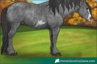 Horse Color:Black Ice Frame 