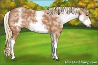 Horse Color:White Spotted Chestnut Sabino Frame 