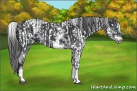 Horse Color:Liver Chestnut Frame  and White Spotted Black Sabino Frame 