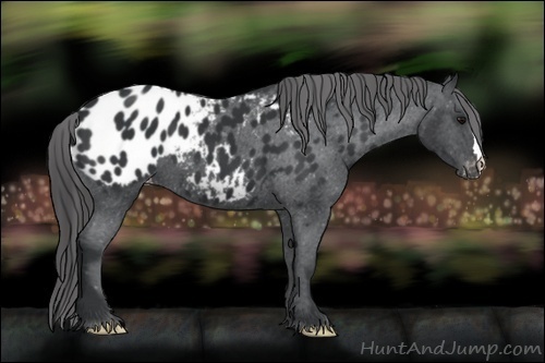 Horse Color:Black Appaloosa 