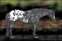 Horse Color:Black Appaloosa