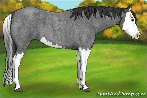 Horse Color:Blue Roan Splash 