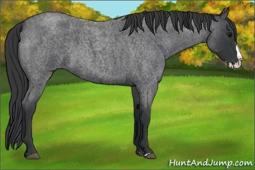 Horse Color:Blue Roan Splash 