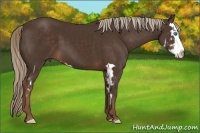 Horse Color:Liver Chestnut Splash Frame 