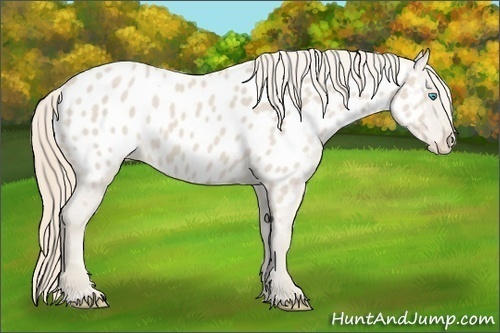 Horse Color:Smoky Creme Appaloosa