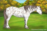 Horse Color:Classic Champagne Appaloosa  and Classic Champagne Splash Appaloosa 