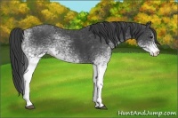 Horse Color:White Spotted Smoky Black