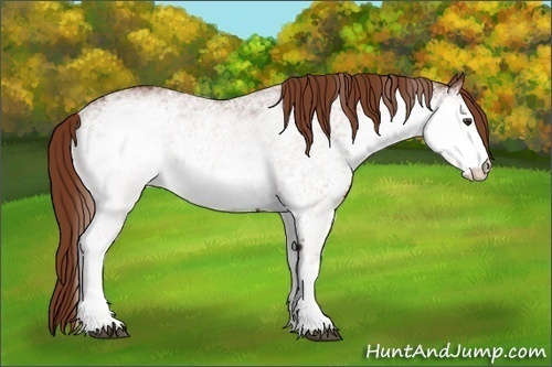 Horse Color:White Spotted Chestnut
