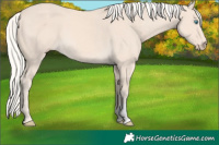 Horse Color:Cremello 