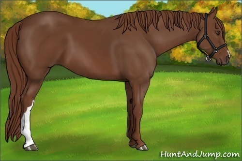 Horse Color:Chestnut 
