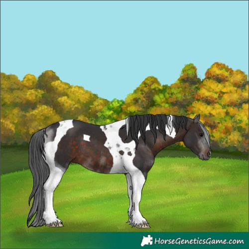 Horse Color:Brown Tobiano 