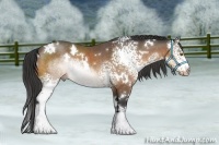 Horse Color:White Spotted Buckskin 