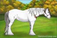Horse Color:Bay Splash Tobiano Appaloosa 