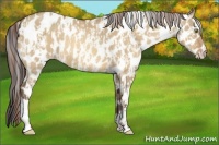 Horse Color:Amber Champagne Dun Leopard and Amber Champagne Roan Dun Leopard