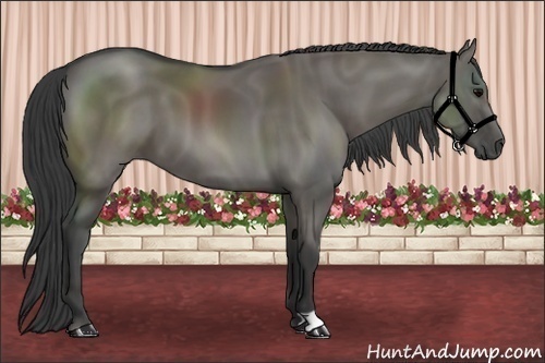 Horse Color:Grullo 