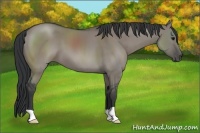 Horse Color:Grullo