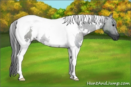 Horse Color:White Spotted Black Tobiano 
