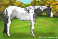 Horse Color:Black Sabino Tobiano