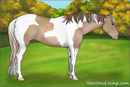 Horse Color:Black Pearl Tobiano