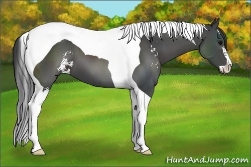 Horse Color:Black Sabino Tobiano 