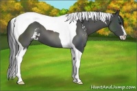 Horse Color:Black Sabino Tobiano 