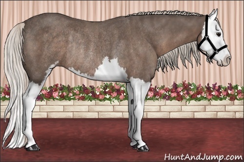 Horse Color:Silver Black Sabino Splash Rabicano