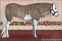 Horse Color:Silver Black Sabino Splash Rabicano