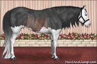 Horse Color:Brown Sabino Splash Rabicano 