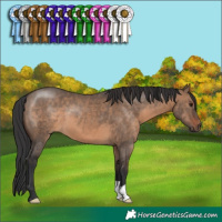 Horse Color:Brown Dun