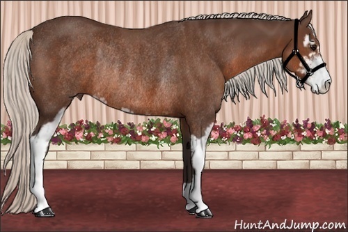 Horse Color:Silver Brown Sabino Rabicano
