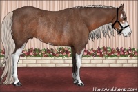 Horse Color:Silver Brown Sabino Rabicano 