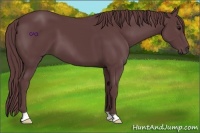 Horse Color:Chocolate Smoky Black 