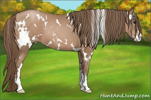 Horse Color:White Spotted Black Pearl Sabino