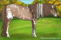 Horse Color:White Spotted Black Pearl Sabino
