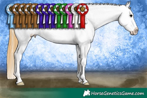 Horse Color:Smoky Black Appaloosa 