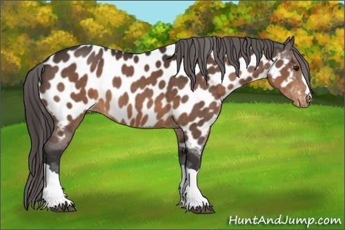 Horse Color:Brown Appaloosa