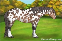 Horse Color:Brown Appaloosa