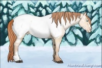 Horse Color:Buckskin Pearl Dun Appaloosa 