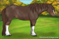 Horse Color:Liver Chestnut Rabicano