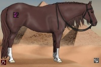 Horse Color:Chocolate Black 