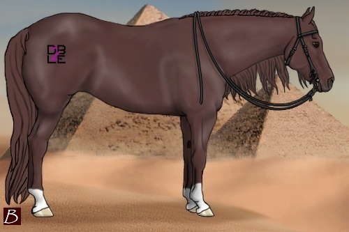 Horse Color:Chocolate Black 