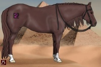 Horse Color:Chocolate Black