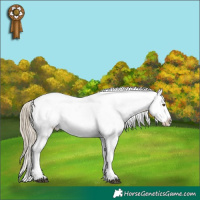 Horse Color:White Spotted Chocolate Palomino Appaloosa