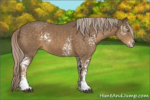 Horse Color:White Spotted Chocolate Palomino 