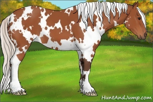 Horse Color:White Spotted Silver Bay