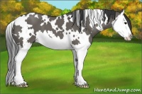 Horse Color:White Spotted Grullo Splash 