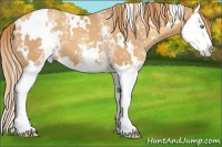 Horse Color:White Spotted Gold Champagne Splash 