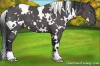 Horse Color:White Spotted Black 
